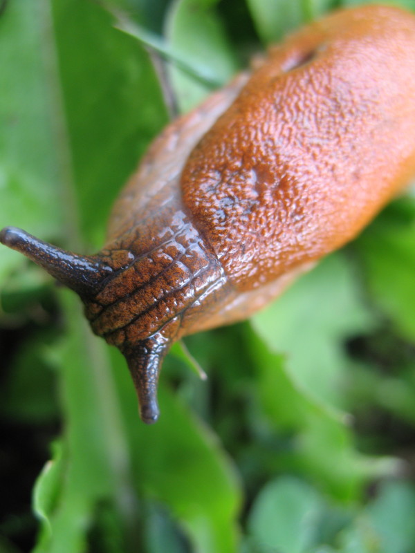 Arion lusitanicus??